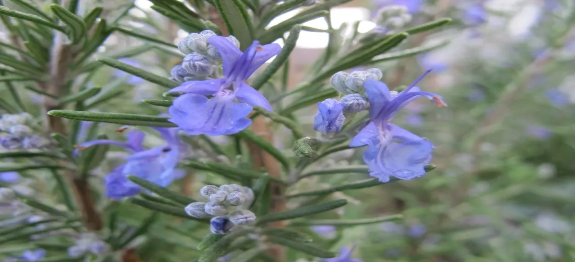 How to use rosemary to regrow hair